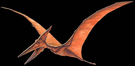 pterodattilo3