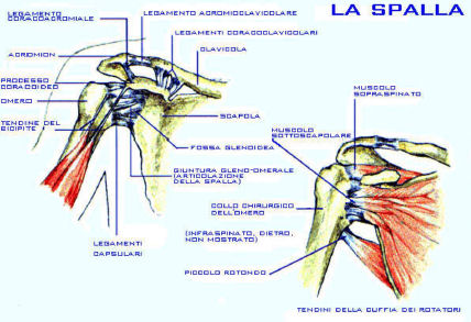Illustrazione 24 - Anatomia della spalla umana